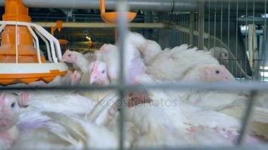 Kamera bir tavuk çiftliği, tavuk boyunca hareket eder. 4k.