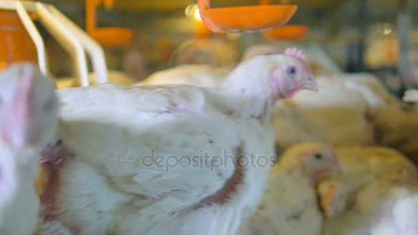 Pollos, gallinas en aves de corral . — Vídeo de stock