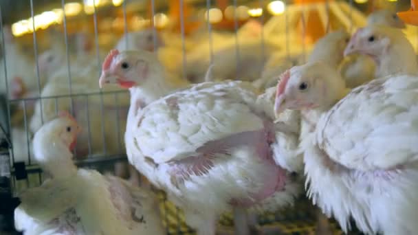 4K tiro de uma fazenda de aves de capoeira, galinhas, galinhas em aves de capoeira . — Vídeo de Stock
