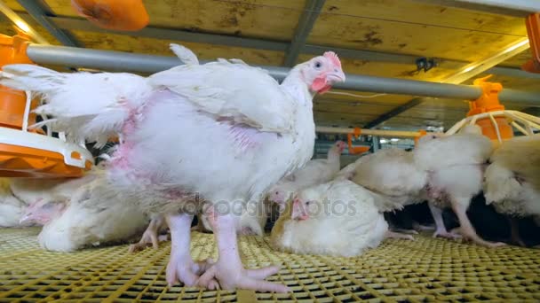Ferme de poulet. Poulets à la ferme avicole . — Video