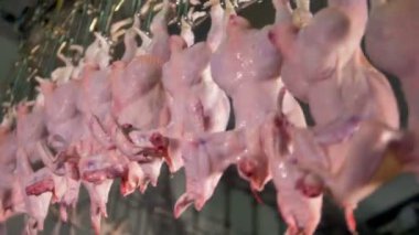 Yukarı doğru taşınan fabrika hatta tavuk leşleri.