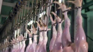 Kümes hayvanları satır tam ayrıntılı olarak yumurtlayanlar ayak zincirleyin.