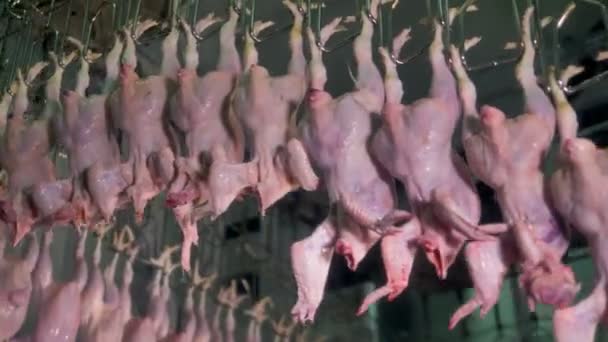 Headless chicken bodies move upwards on a factory line for processing. — Stock Video