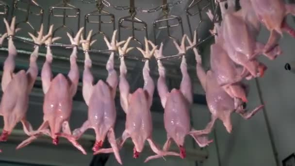Equipamento automatizado de processamento de carne em aves de capoeira. 4K . — Vídeo de Stock