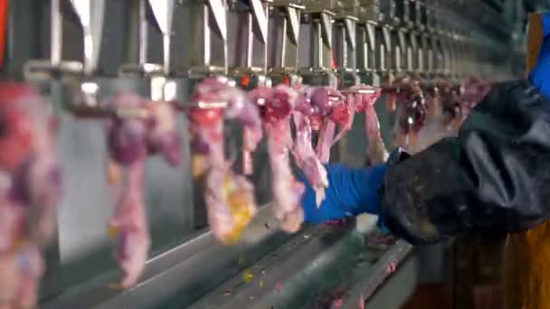 Un trabajador selecciona varios menudillos de pollo de una línea de fábrica . — Vídeos de Stock