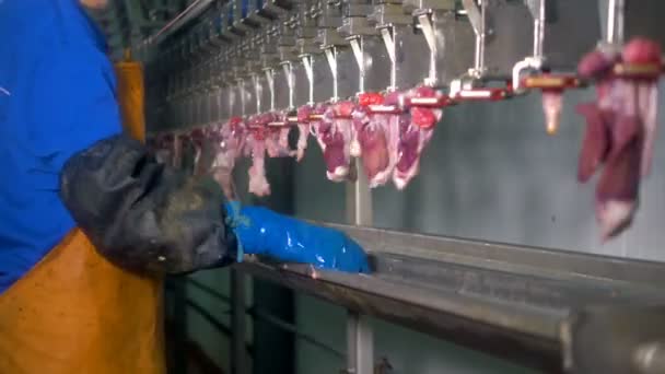 Una línea de procesamiento de carne en movimiento rápido con menudillos . — Vídeo de stock