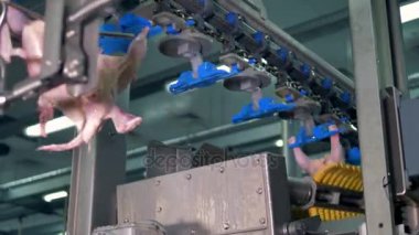 Tavuk paketlemiş organları işleme donanımları geçmek.