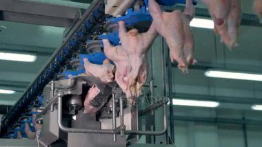 Tavuk göğsü kaburga ile uyluk ayrılır.