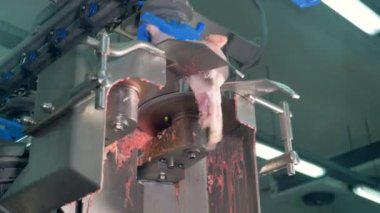 Bir testere tarafından kaldırıldı tavuk sırt düşük bir görünüm.