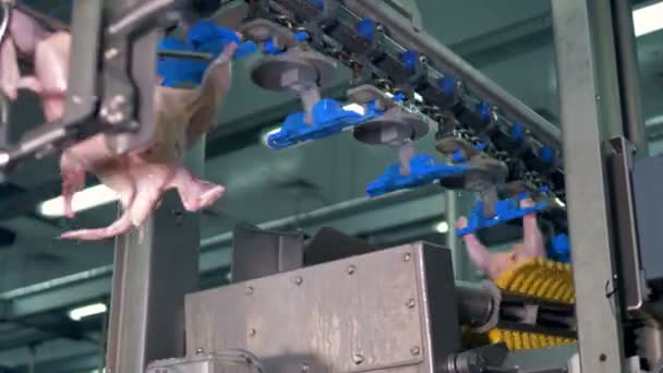 Trussed chicken bodies pass the processing equipment. — Stock Video