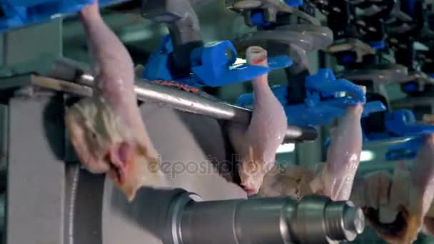 Una visione dettagliata sul processo di separazione delle cosce di pollo . — Video Stock