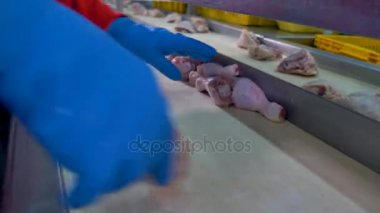 Eldivenli işçi eller tavuk davul konveyör satırından kaldırma.