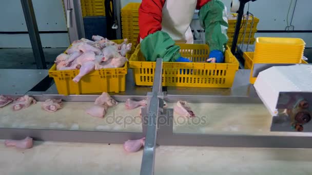 Un travailleur emballe des cuisses de poulet près d'une ligne de convoyeur mobile . — Video