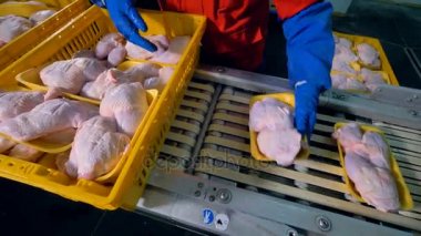Tavuk budu ile plastik tepsi bir fabrika satırına yerleştirilir.