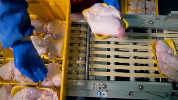 Trays dengan kaki ayam secara manual ditempatkan pada baris konveyor . — Stok Video