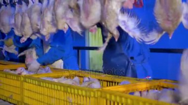 İşleme tesisi bir buluşma yerinde tavuk. 4k.