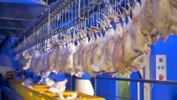 Lebendes Huhn, das an senkrechten Haken hing. Automatisiertes Geflügelförderband. — Stockvideo