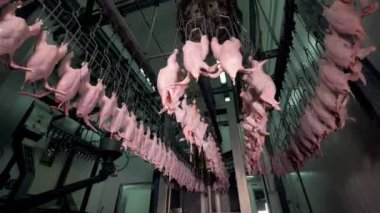 Kümes hayvanları düşük açılı görünüş satırından zincirleyin.