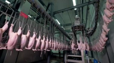 Yüksek tavan odasında uzun kanatlı zincir hattı.