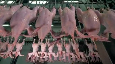 Birçok tavuk dikkat etmeden birkaç zincir hattı seyahat.