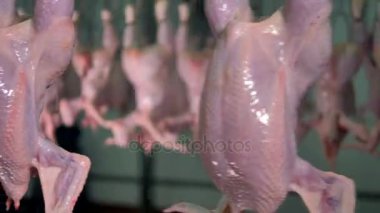 Çıplak tavuk leşleri ayrıntılı üzerinde Görünümü Kapat.