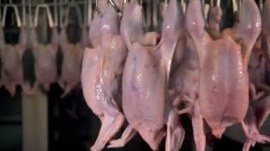 Bir otomatik işlem satırına dönüm birçok tavuk leşleri.