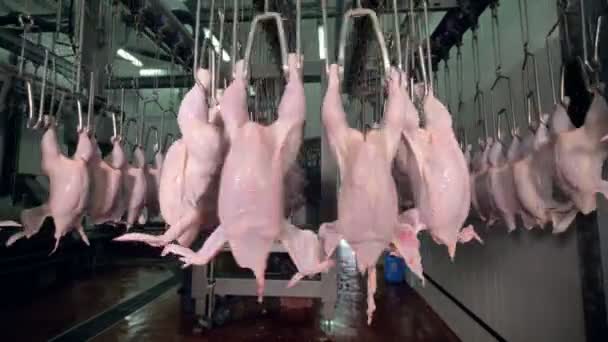 Een nauwe blik op kip organen draaien op een lijn shackle. — Stockvideo