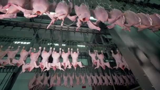Drie bewegende fabriek lijnen met headless kippen. — Stockvideo