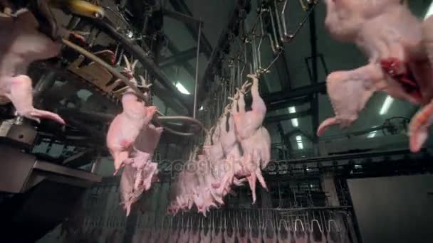 Linha aérea de fábrica e carrosséis com carcaças de frango . — Vídeo de Stock