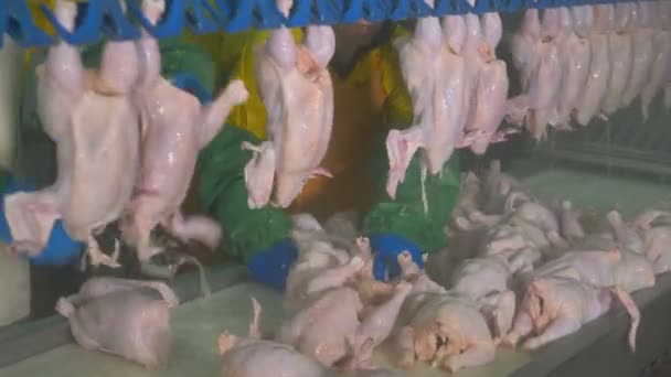 As galinhas são retiradas da mesa e instaladas em uma linha de processamento . — Vídeo de Stock