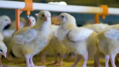 Tavuk çiftliği, tavuk. Kümes hayvanları üretimi. 4k.