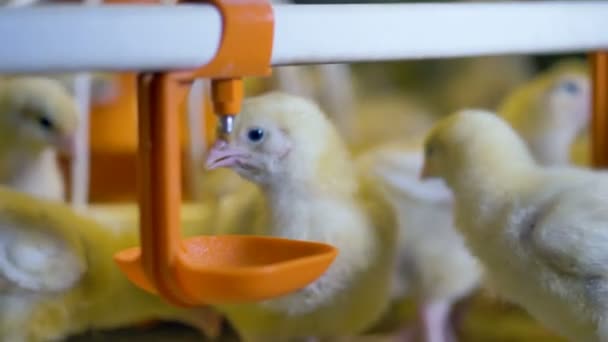 Chicken walking in poultry cage. Close-up. — Stock Video