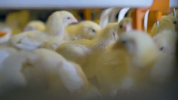 Muchos pollos bebés en la granja avícola. 4K . — Vídeos de Stock