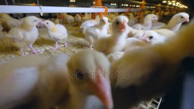Meraklı tavuk kameraya bakarak bir tavuk çiftliğinde. Tavuk çiftliği.