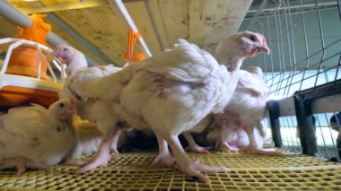 Tavuk çiftliği, tavuk, tavuk, kümes hayvanları.