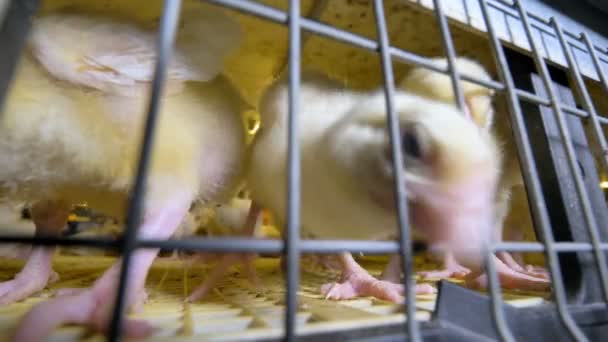 Nieuwsgierig kip. Houderijsysteem boerderij baby kippen. 4k. — Stockvideo