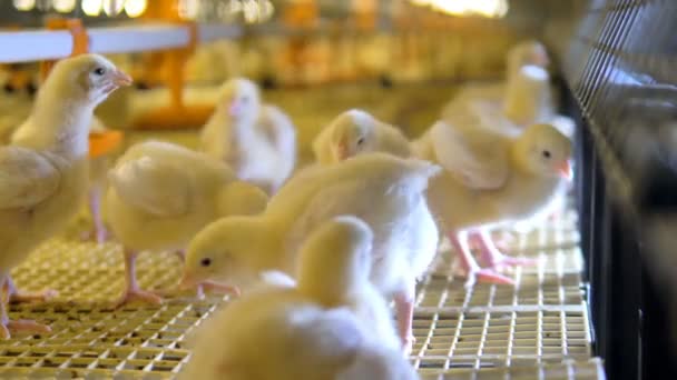 Lindos pollos bebé en aves de corral. 4K . — Vídeo de stock