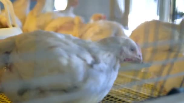 Κοτόπουλο σε πουλερικά κλουβί. Γκρο πλαν. — Αρχείο Βίντεο