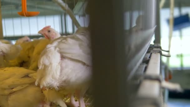 Pollos en jaulas de aves. Concepto de industria agrícola . — Vídeo de stock