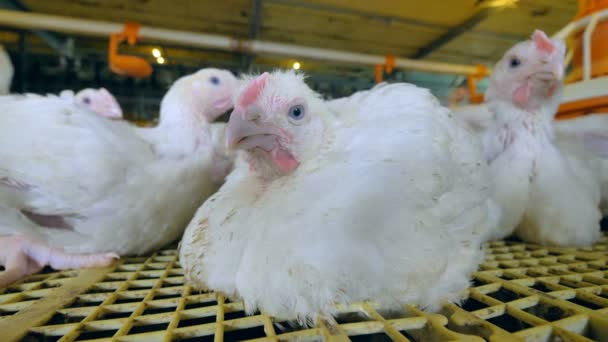 Kyckling satt på fjäderfä gård. — Stockvideo