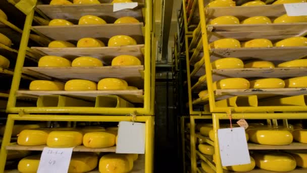 Bir peynir tekerlekler raf bağlı tarihi etiketleri. — Stok video