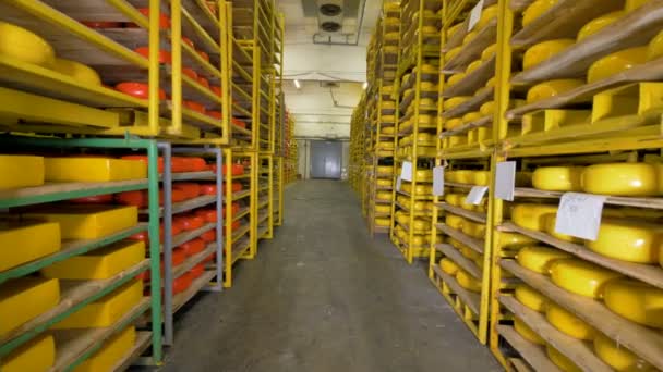 Ruedas de queso amarillo y naranja en bastidores de doble cara en un almacén. 4K . — Vídeos de Stock