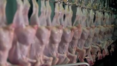 Çok tavuk organları asmak genel gider süspansiyon üzerinden ıslak.