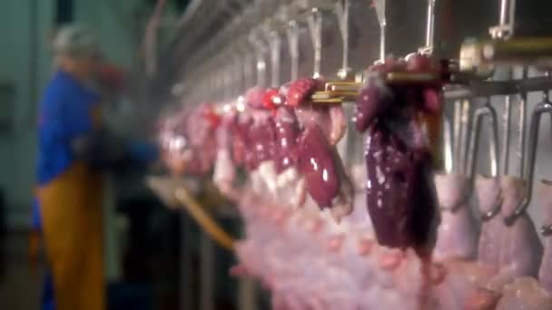 Giblets de frango separados que se movem em uma linha ao lado de carcaças . — Vídeo de Stock