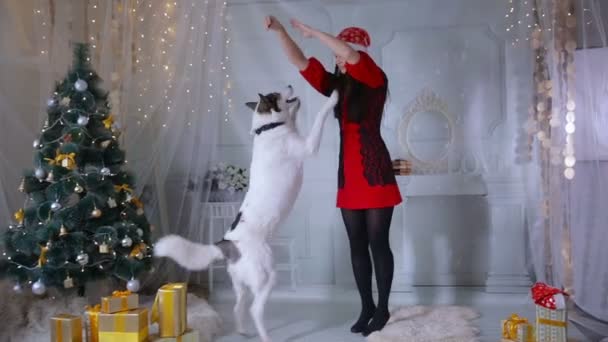 Femme jouant avec chien husky près de l'arbre de Noël . — Video