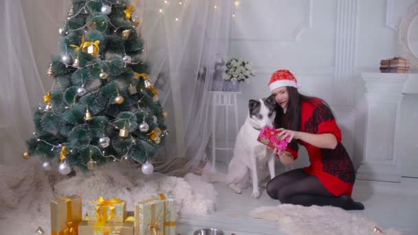 Mujer dando regalo de Navidad a un perro cerca del árbol de Navidad . — Vídeos de Stock