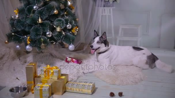 Perro esperando un regalo bajo el árbol de Navidad. HD . — Vídeos de Stock