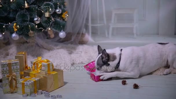 Husky hund provsmakning julklappar. — Stockvideo