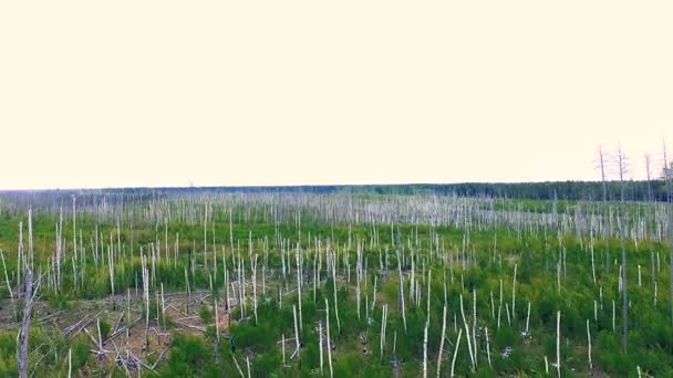 Vista aérea de uma paisagem de floresta morta queimada. 4K . — Vídeo de Stock