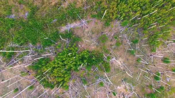 Αεροφωτογραφία του ένα τοπίο καμένο δάσος νεκρός. 4k. — Αρχείο Βίντεο